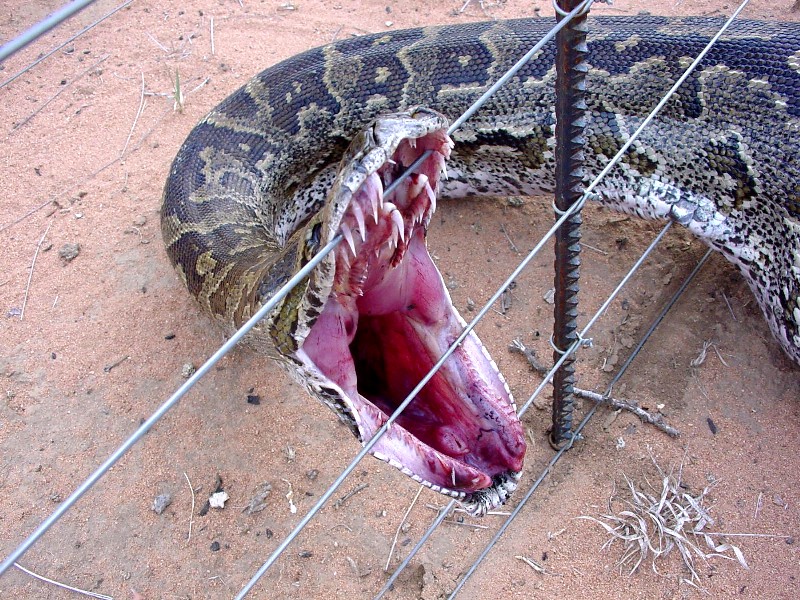 Locally preserved copy of an externally hosted image IPB Image