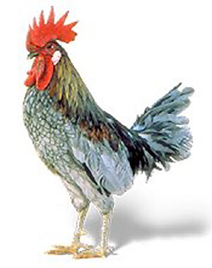 IPB Image