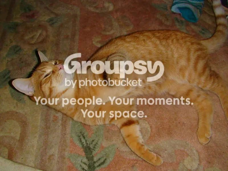 IPB Image
